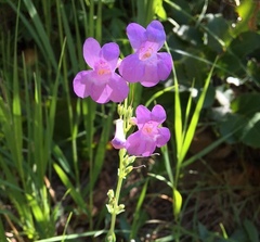Penstemon secundiflorus