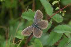 Plebejus subsolanus