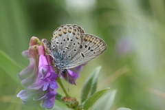 Plebejus subsolanus
