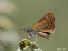 Piruna pirus