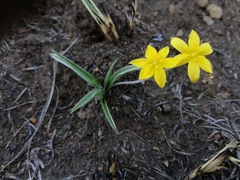 Hypoxis angustifolia