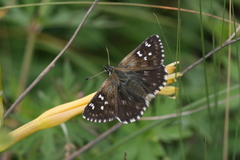 Muschampia gigas