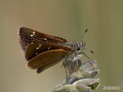 Piruna pirus