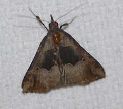 Hypena gonospilalis