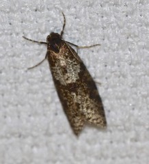 Lepidoscia euryptera