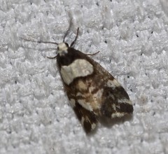 Thallarcha phalarota