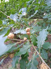 Andricus foecundatrix