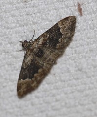 Mnesiloba eupitheciata