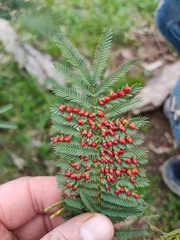 Austroacacidiplosis botrycephalae