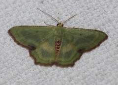 Metallochlora lineata