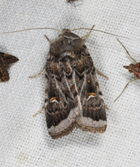 Proteuxoa oxygona
