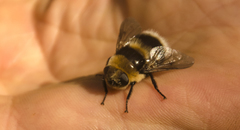 Oestrinae