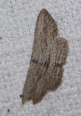 Scopula desita
