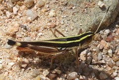 Macrotona picta
