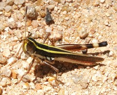 Macrotona picta