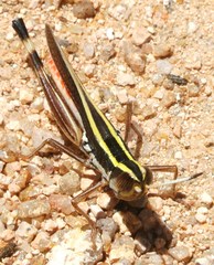 Macrotona picta