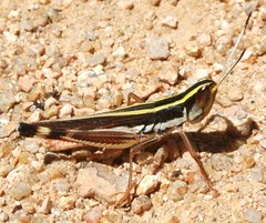 Macrotona picta