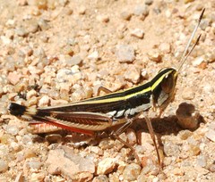 Macrotona picta