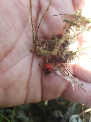 Pyrrhocoris apterus