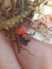 Pyrrhocoris apterus