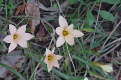 Romulea longipes