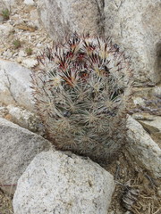 Escobaria alversonii