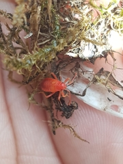 Pyrrhocoris apterus