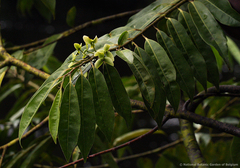 Cleistopholis glauca