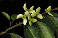 Cleistopholis glauca