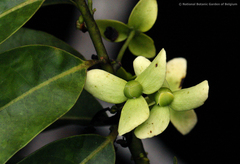 Cleistopholis glauca