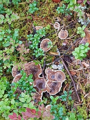Phellodon tomentosus