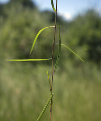 Symphyotrichum boreale