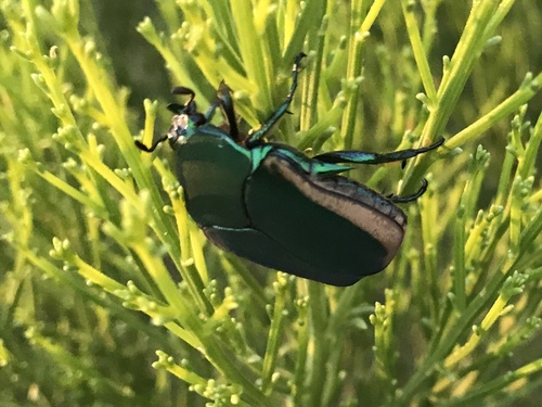 Figeater beetle