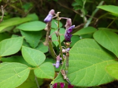 Pueraria edulis
