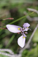 Moraea algoensis