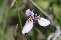 Moraea algoensis
