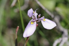 Moraea algoensis