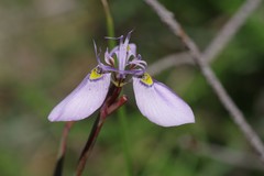 Moraea algoensis