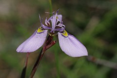 Moraea algoensis