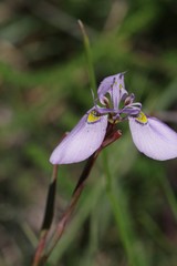 Moraea algoensis