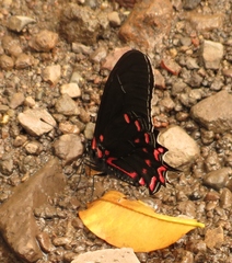 Mimoides thymbraeus thymbraeus