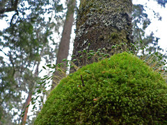 Leptostomum inclinans