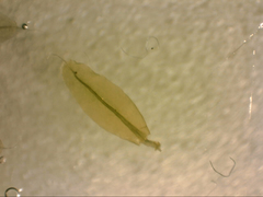 Leptostomum inclinans