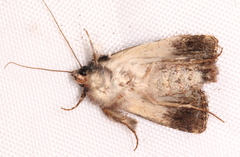 Ectopatria horologa