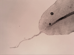 Leptostomum inclinans