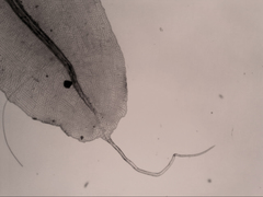 Leptostomum inclinans