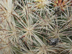 Escobaria alversonii