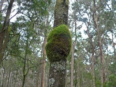 Leptostomum inclinans