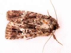 Ectopatria horologa