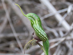 Pterostylis barbata